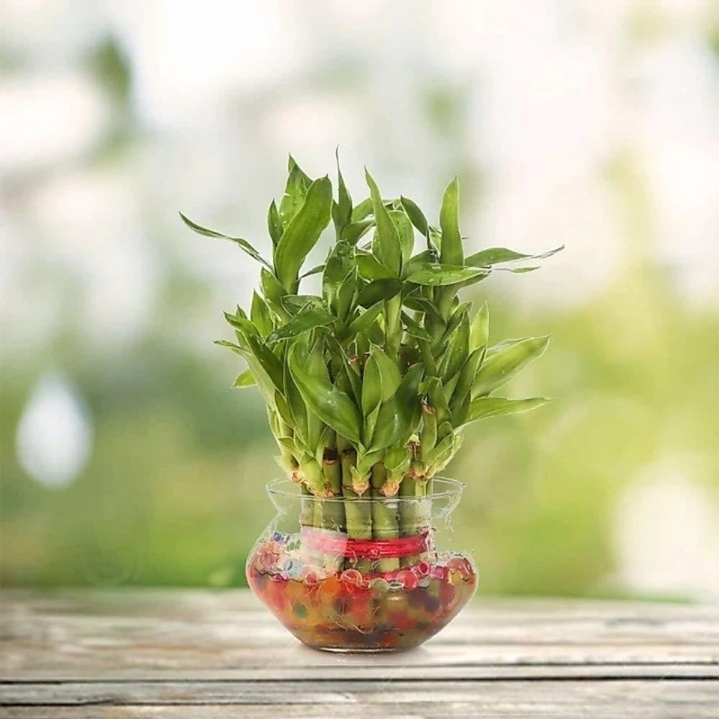 water heaven PREMIUM 2 Layer Green Airpurifier Fengshui Lucky Bamboo with glass pot Plant(Hybrid, Pack of 1, Bamboo)