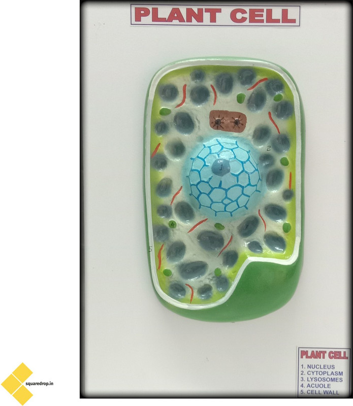 Square Drop Reproductive System Female - Uterus Multi Color 3D Wooden Teaching Hands-On Tools for Students and Teachers(Multicolor)