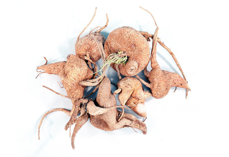 Azolla Akasa Garudan Kilangu Seed(1 per packet)