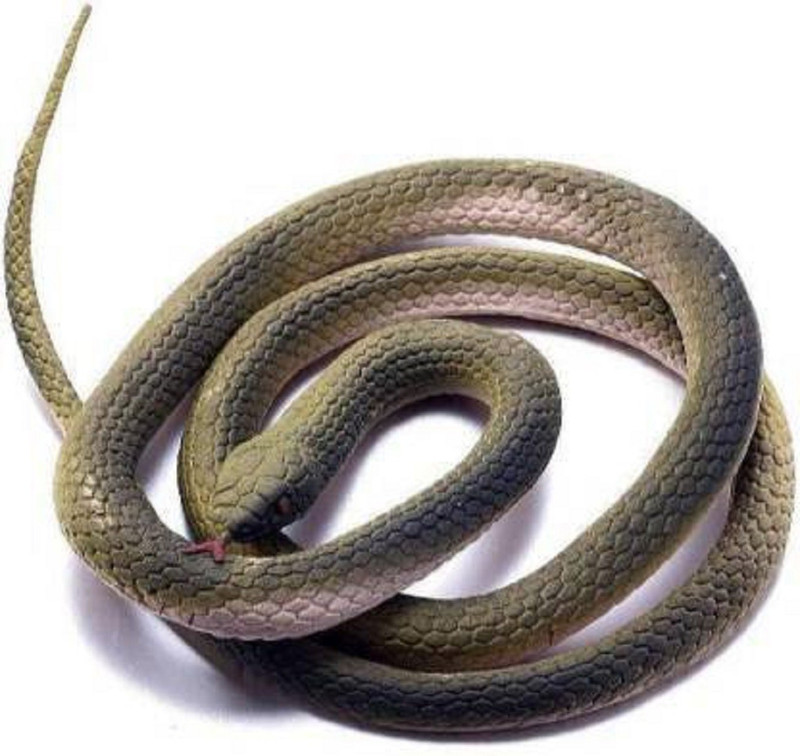 s yuvraj Fake Snake Gig Toy Snake Gag Toy (Multicolor) snake Gag Toy