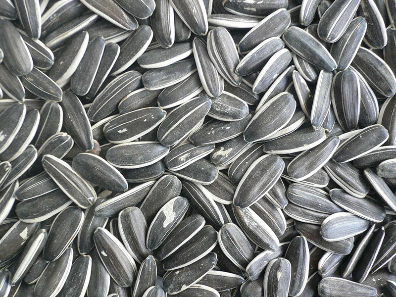 Taiyo Pluss Discovery Small Size Sunflower Seed 1 kg Dry Young, Adult Bird Food