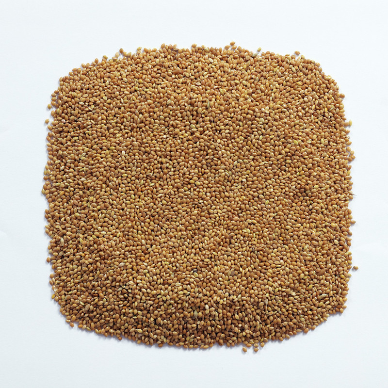 JJ FEEDS All Type Small Bird Premium Kang Yellow Millet Vegetable 0.9 kg Dry Adult, Young, Senior Bird Food