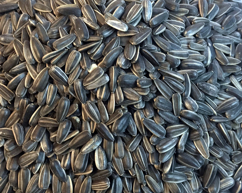 Mistletoe Sunflower Seeds for Grey and Indian Parrot, Macaw, Cockatoo and Exotic Birds 1 kg Dry Adult, Senior, Young Bird Food