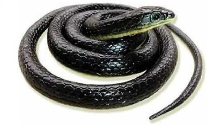 Stardom style Realistic Rubber Snake Gag Toy (Pack of 1) snack Gag Toy