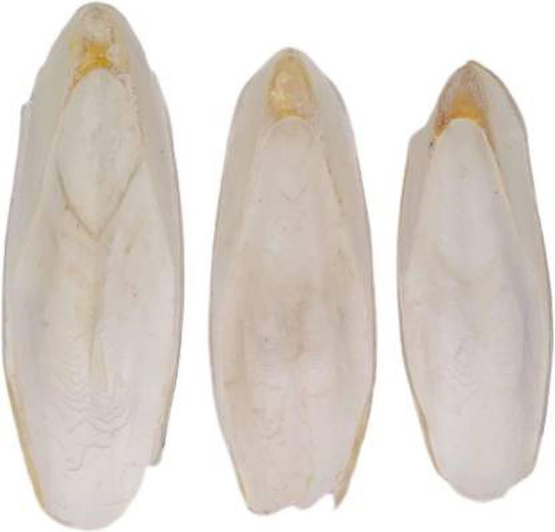 SUMI PETS Cuttle Bone for Birds Calcium Fish 0.2 kg Dry New Born, Adult, Young, Senior Bird Food