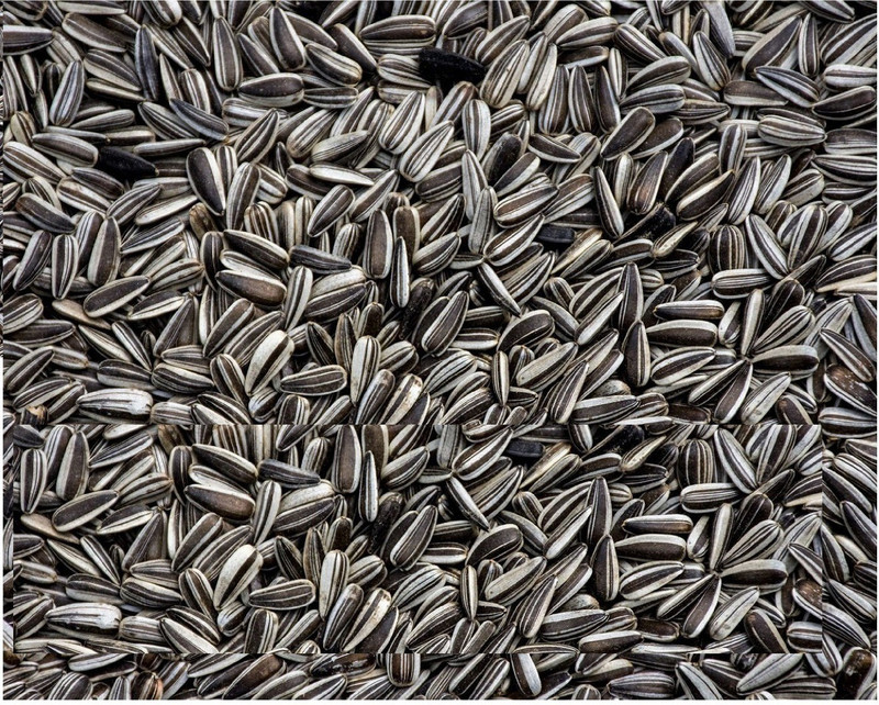 KOO Retails Sunflower Seeds for Bird , White Striped Sunflower 5 kg Dry Adult, Young, Senior Bird Food