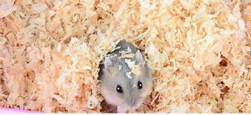 Sage Square Natural Wood Shaving Bedding for Hamster, Mice, Gerbil, Rabbit and Guinea Pig (200grm) Pet Litter Tray Refill