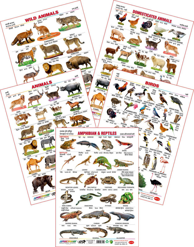 Spectrum Set of 5 Educational Large Wall Charts : ( Wild Animals , Domestic Animals , Animals , Birds & Shapes )(Multicolor)