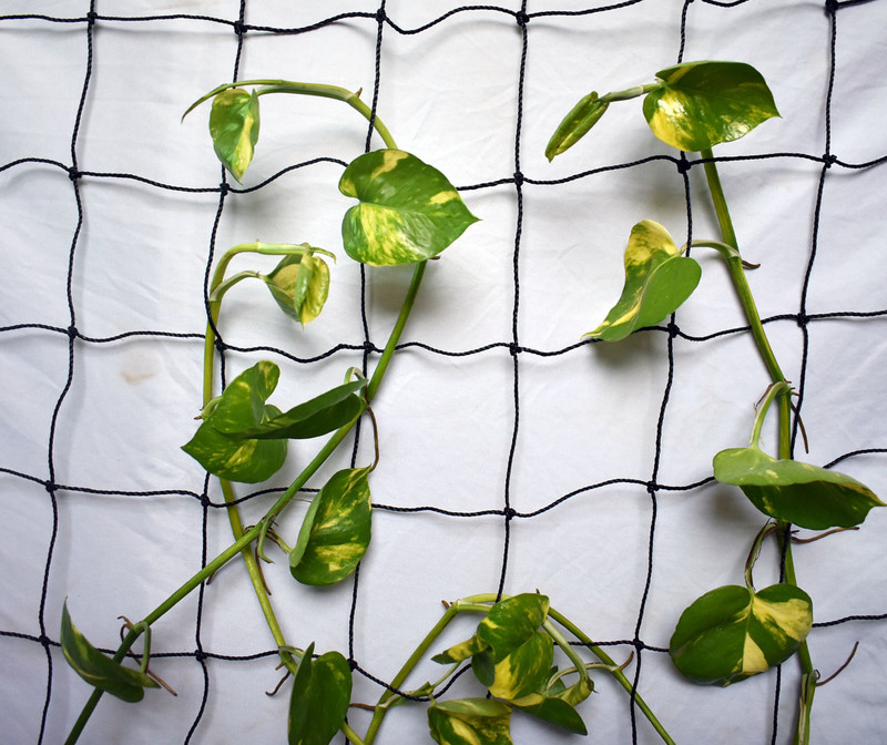 WNE Jaliwale Plant Climbing net & Plant Trellis Netting Creeper Net - 5feet x 10feet Hiking Net(Blue)