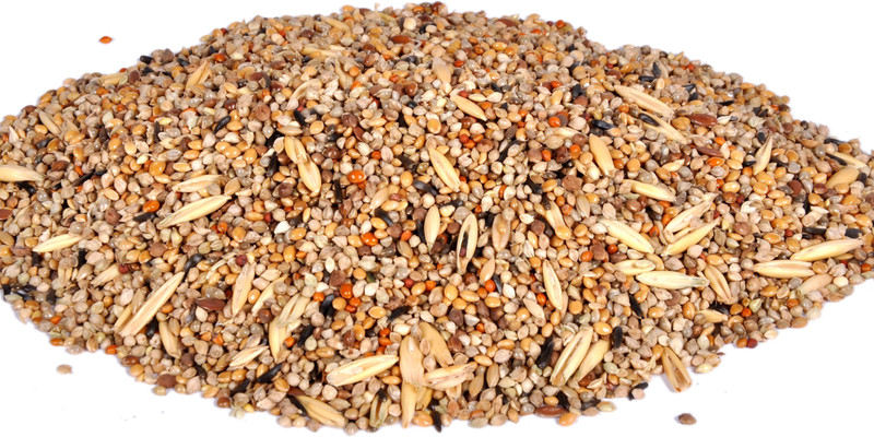 JJ FEEDS love birds seed mix 11 types of seed mix Nuts 0.8 kg Dry Adult Bird Food
