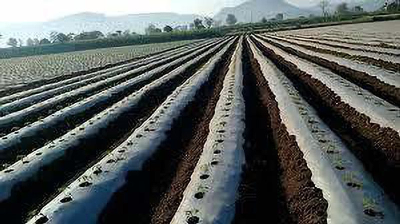 AGRITECH Mulching Film 25 Micron 4 feet Black/Silver Mulching Film Length 100meter Garden Mulch(BLACK 4 kg)