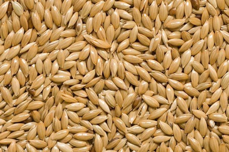 KOO Retails Canary Seeds 900 Grams Best Bird Food 0.9 kg Dry Young, Adult, Senior Bird Food