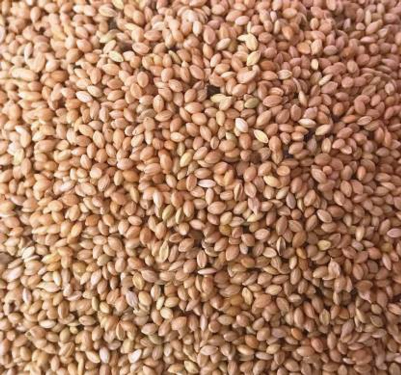 AKSHAT ENTERPRISES AK PET_KANGNI FOOD 1 KG 1 kg Dry Adult, New Born, Senior, Young Bird Food