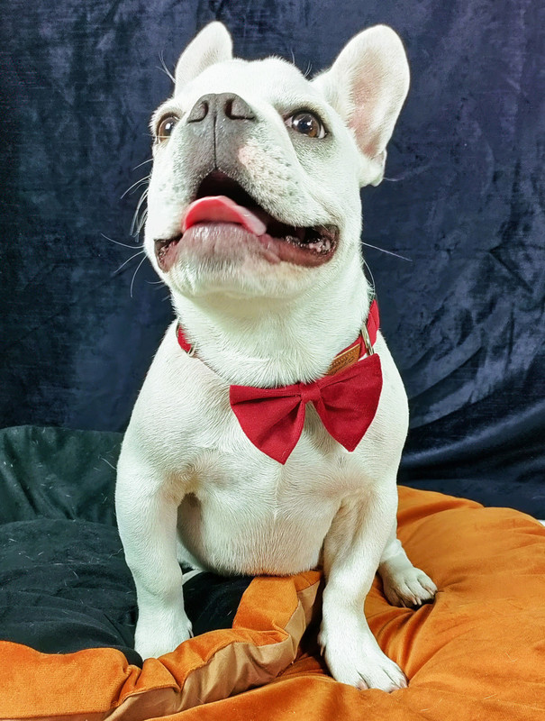 NUEVOS DOGGADIL Bow for Dog, Cat(MUSTARD)