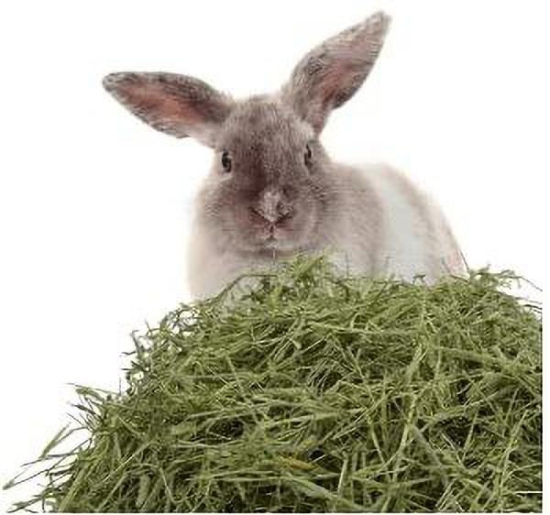 Taiyo Pluss Discovery Alfalfa Hay Grass for Rabbit, Guinea Pigs & Hamsters (1 KG) 1 kg Dry New Born, Young, Senior, Adult Rabbit Food