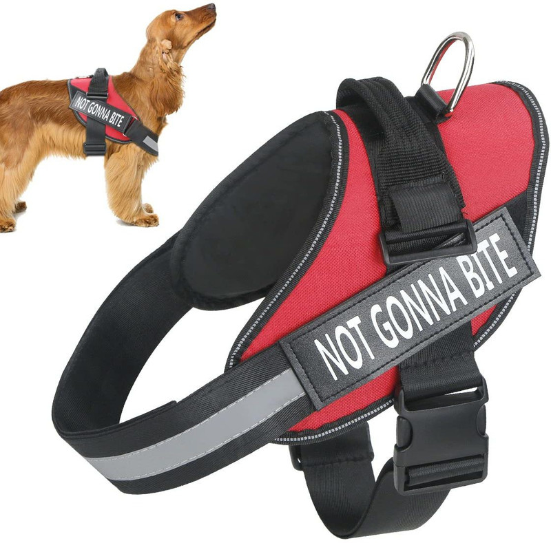 Maxxlite Dog & Cat Collar & Leash(35 - 50 cm, black, RED)