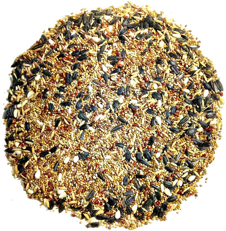 Sky KG MultiSeeds Natural Birds Growth Food(500 gram) cockatiel dove Parrots and all Nuts 0.5 kg Dry New Born, Adult, Young Bird Food
