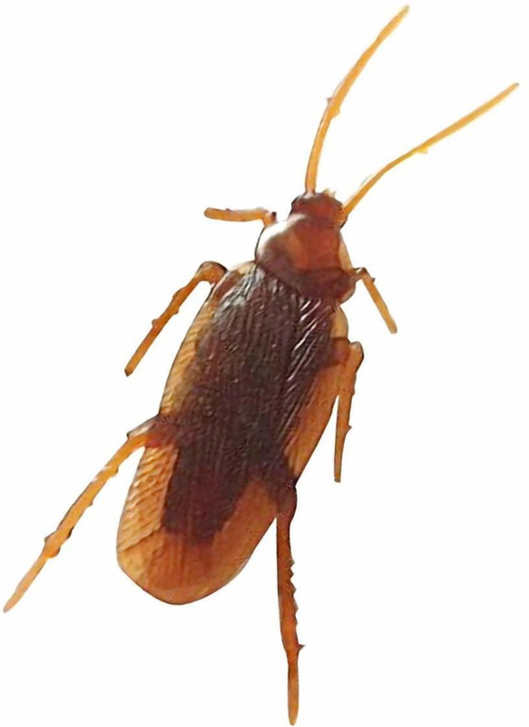 Hetkrishi Fake Plastic Cockroach High Quality Prank Novelty Bugs Roaches Looks Real Prank Toys Gag Toy(Brown)