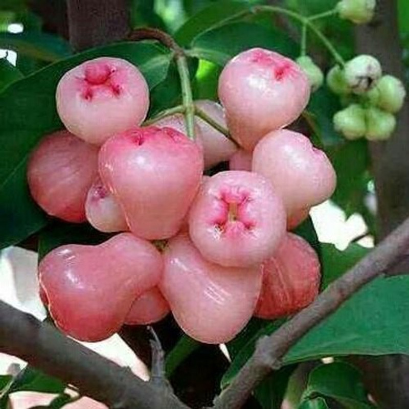 greennursery Wax Apple White Wax Fruit(Hybrid, Pack of 1)