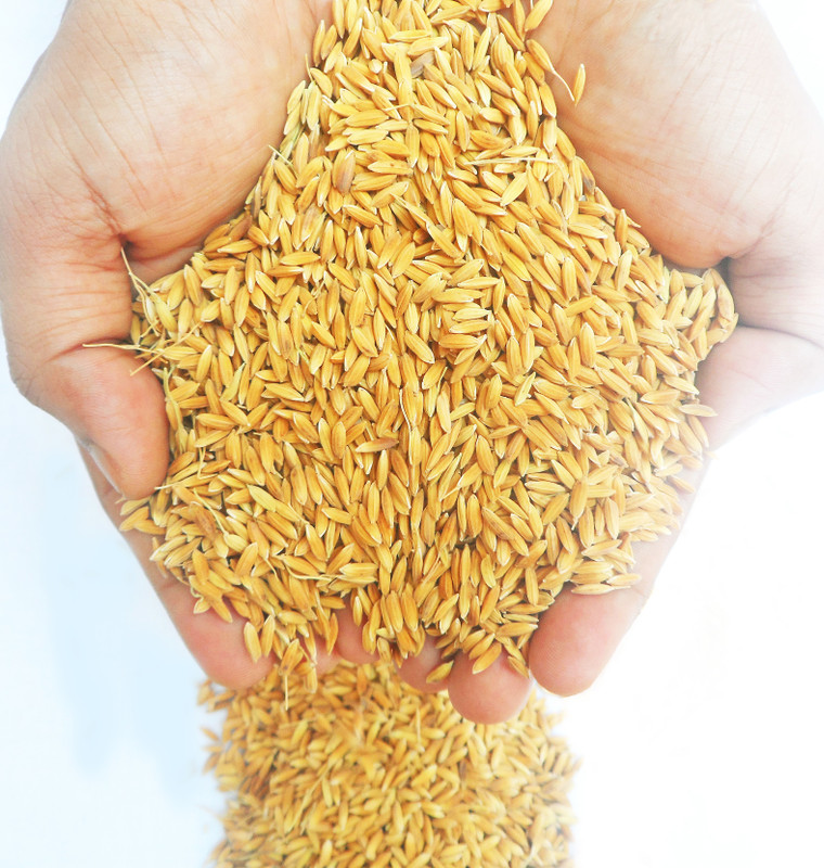 RANNA BIRD FOOD PADDY Rice 1.8 kg (2x0.9 kg) Dry Adult Bird Food