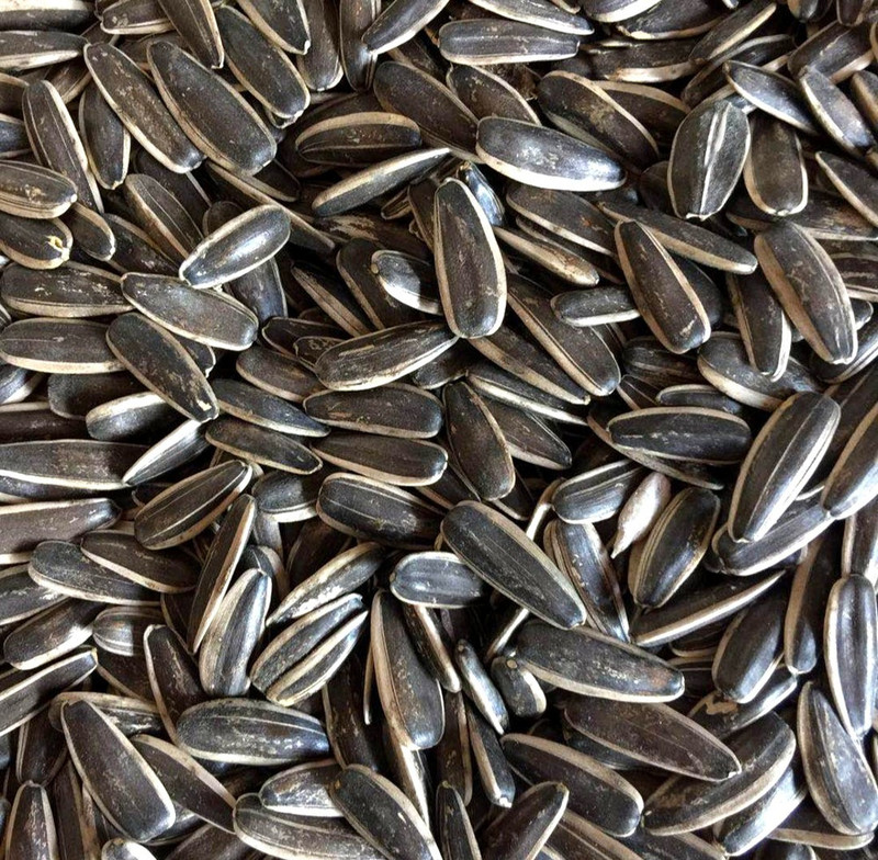 Skystar Natural Growth sunflower seeds Foods for All Birds Vegetable 1 kg Dry Adult, Young Bird Food