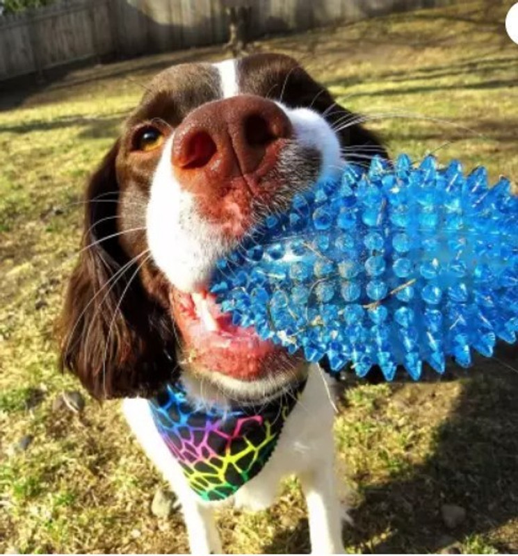 Pet Guard Spiky Squeaker Football Dog Toy - Large, Cleans Teeth and Promotes Good Dental Rubber Ball, Squeaky Toy, Soft Toy, Training Aid, Tug Toy For Dog