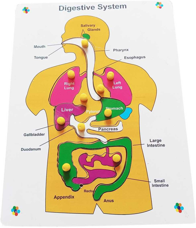 FireFlies Wooden Human Body Digestive System Tray Jigsaw Puzzle with knobs(White)