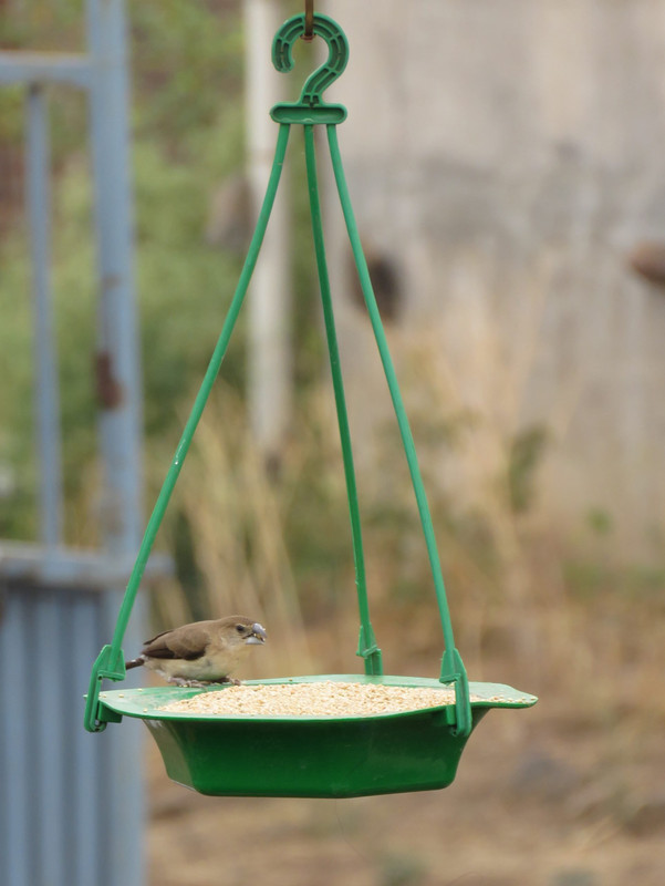 AMIJIVDAYA Medium Plastic Tray/Bowl 8 Inch Tray Bird Feeder(Green)