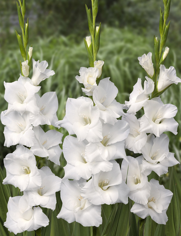 Easy Gardening White Gladiolus Seed(6 per packet) RS.85 (83.00% Off) - Flipkart