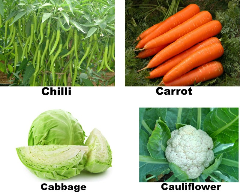 Easy Gardening Chilli, Carrot, Cabbage, Cauliflower Seed(25 per packet) RS.399 (83.00% Off) - Flipkart