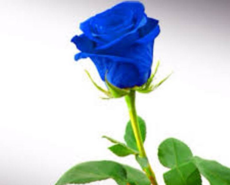 greenz Rose Seed(10 per packet)
