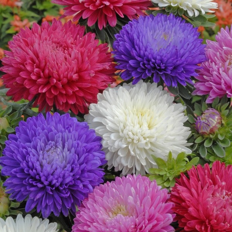 ishika Aster Princess Seed(100 per packet)