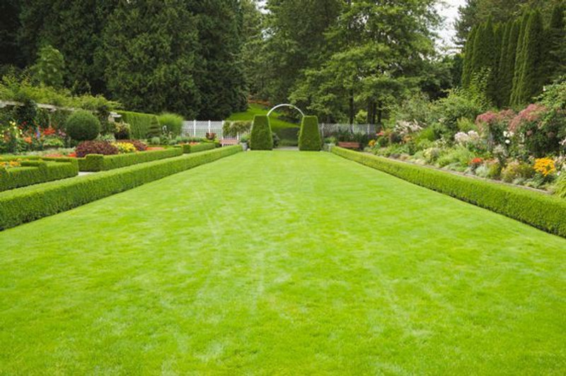 Nelesa Gardening Lawn Grass 10000 Seed(10000 Per Packet) RS.165 (85.00% Off) - Flipkart