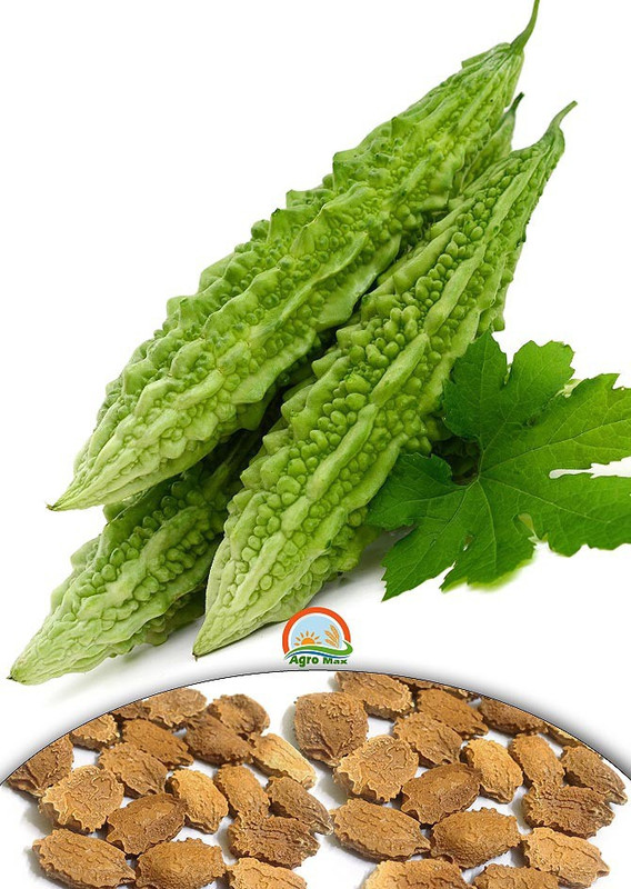 Agro Max Bitter Gourd Vegetable Seeds Seed(20 per packet) RS.88 (77.00% Off) - Flipkart