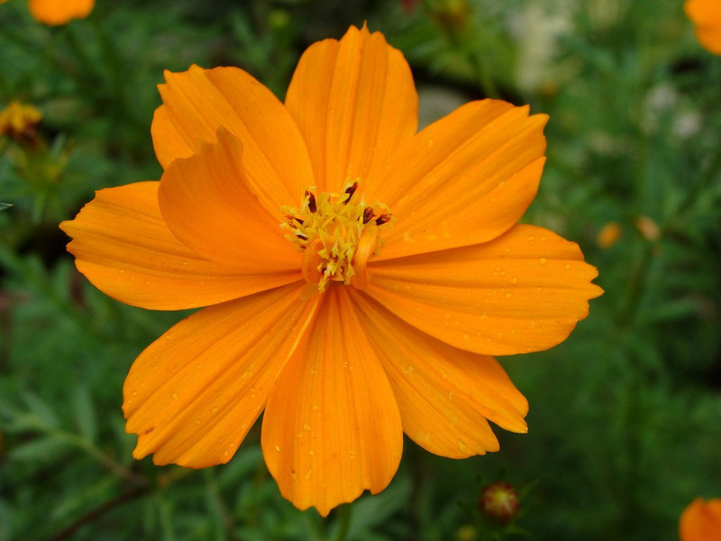 Farm Seeds Cosmos Orange Seed(100 per packet) RS.119 (73.00% Off) - Flipkart