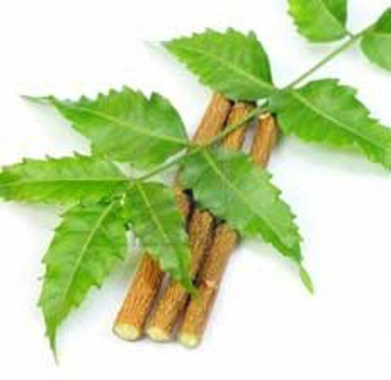 saaheli Neem Bonsai Seed(20 per packet)