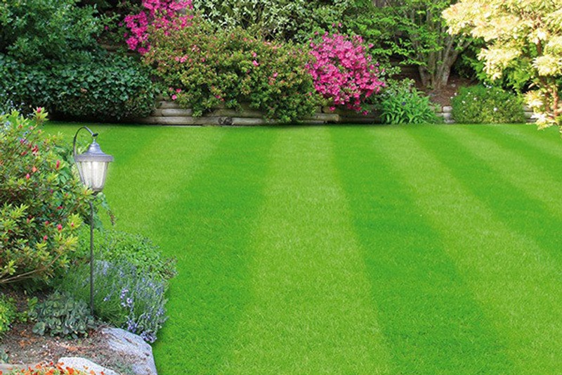 Raunak Seeds Bermuda Grass Seed(200 per packet) RS.85 (74.00% Off) - Flipkart