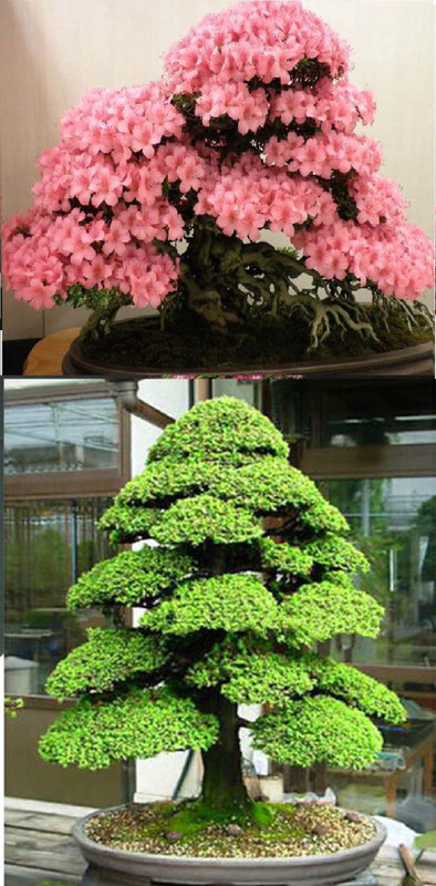 Rainbow Spring Seeds Bonsai Japanese Sakura Cherry Blossom And Japanese Cedar Semillas Seed(10 per packet)