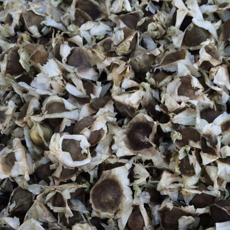 natural live Drumstick Seed(1000 per packet)