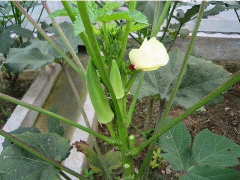Raunak Seeds Okra Seed(50 per packet) RS.71 (75.00% Off) - Flipkart