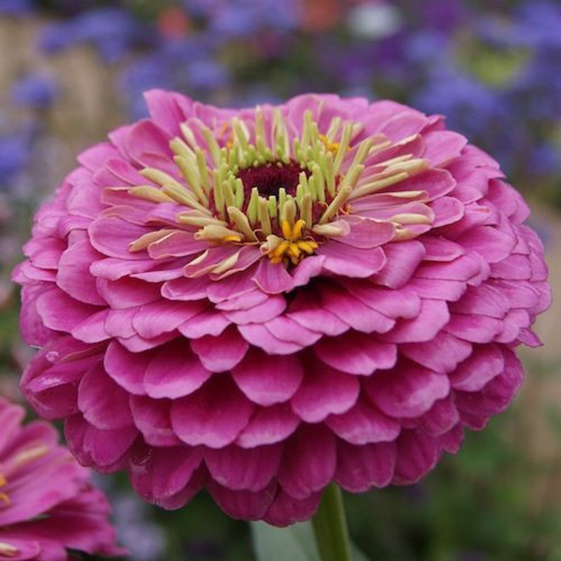 natural live lavender blooms Seed(100 per packet)