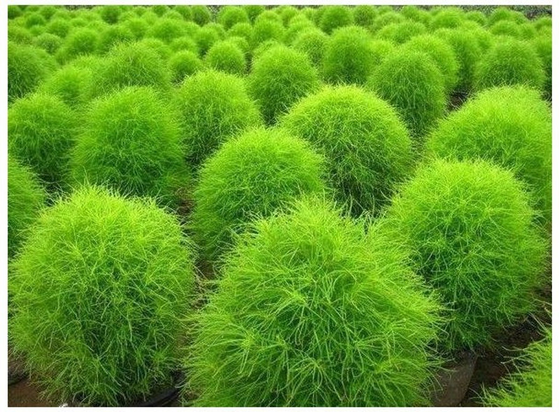 Agricart Kochia Burning Mix Seed(50 per packet) RS.88 (70.00% Off) - Flipkart