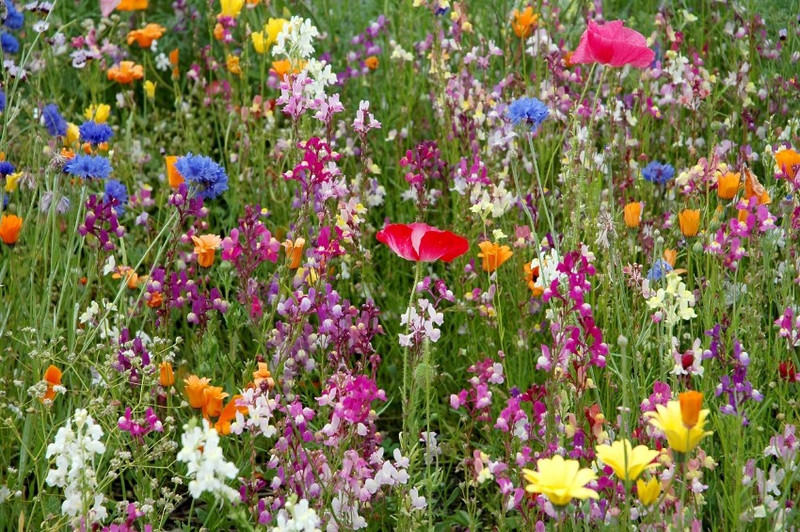 saaheli outdoor care free flowers Seed(20 per packet)