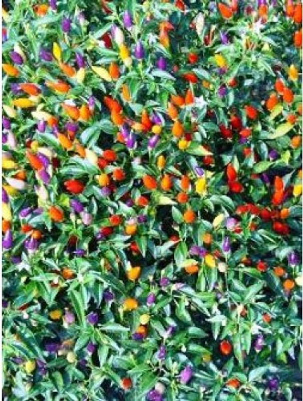 natural live Exotic flower seed Seed(100 per packet)