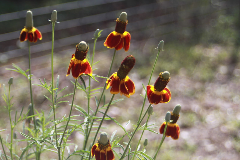 saaheli Mexican Hat Seed(10 per packet)