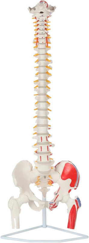 V-IC SCIENCE 36" Life-Size Painted Flexible Human Spine Model with Stand(White)