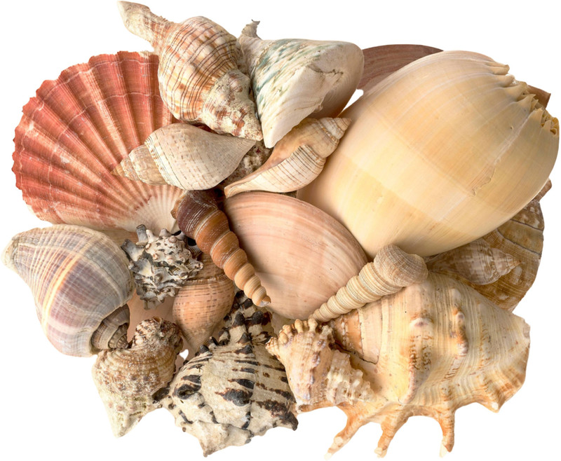 asfly Sea Shells Aquarium Sea shale Home Decoration Used Aquarium & craft H38 Shale Unplanted Substrate(Multicolor, 0.2 kg)