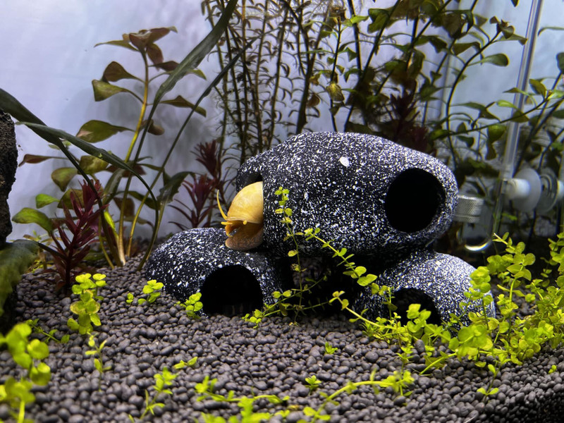 Gaurvi Enterprises Granite Rock Cave Betta Hideout Resin Aquarium Decoration Aragonite Unplanted Substrate(Black, 0.3 kg)