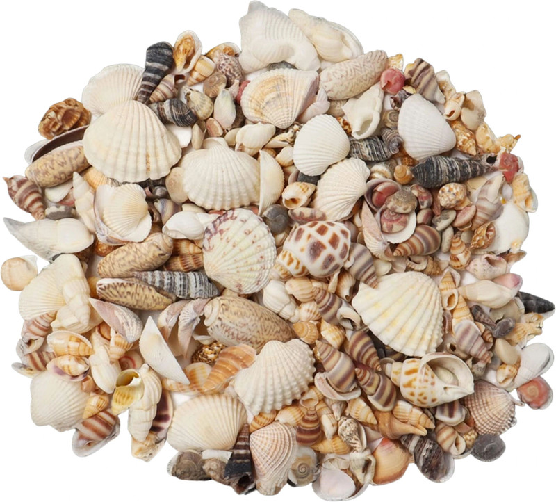 asfly Sea Shells Aquarium Sea shale Home Decoration Used Aquarium & craft H38 Shale Unplanted Substrate(Multicolor, 0.2 kg)