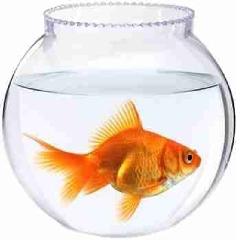 MAGINATO 8 inch coller fish bowl@3 Round Ends Aquarium Tank(3.5 L)